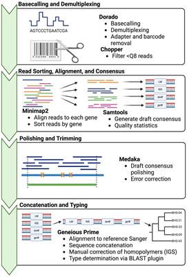 High-throughput rapid amplicon sequencing for multilocus sequence typing of Mycoplasma ovipneumoniae from archived clinical DNA samples